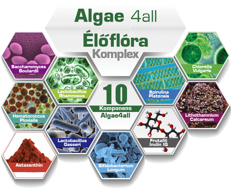 Algae 4 All